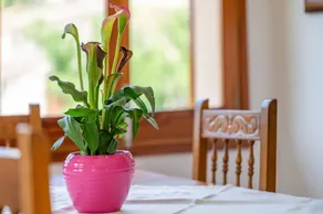 Fully equipped beautiful holiday home with private pool, terrace & garden | Garden view - Image 5