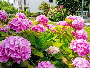 Holiday apartment with garden, terrace & BBQ | Nature view - Image 4