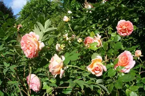Wohnung mit Garten, Pool und Sauna | Gartenblick - Image 3