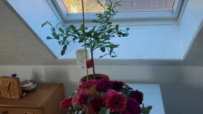 Flat | Garden view - Image 4