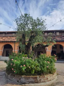 Agriturismo Fenilnovo: Fata Platano - Image 2
