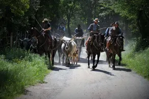 Lo Ziro: La Viola Mammola - Image 4