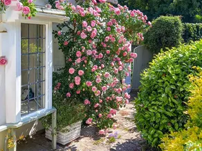 Family-friendly cottage with garden | River view | Dogs allowed - Image 5