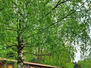 Chalet with heated pool & terrace - Image 4