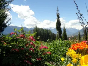 Salvia in Millstatt - Image 5