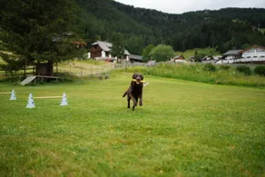 Maravilloso apartamento apto para niños con jardín, barbacoa y sauna | Cerca de las pistas de esquí | Se admiten mascotas - Image 5