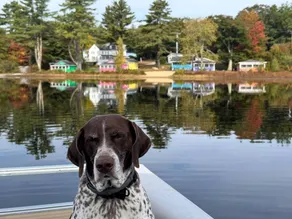 Cozy Waterfront Cottage Rental on the Shores of Harvey Lake in Northwood, New Hampshire - Image 4