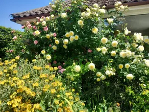 Fully equipped nice cottage with garden | Pets are welcome - Image 4