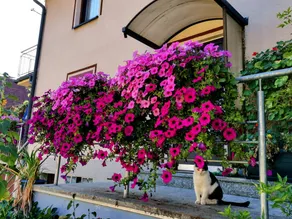 Children-friendly holiday home with terrace & barbecue | Nature view | Pet-friendly - Image 5