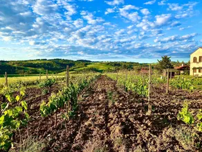 Agriturismo Le Selvole - Nel Cuore Della Toscana - Image 4