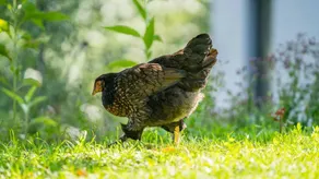 Attraente appartamento adatto alle famiglie con sauna, griglia e terrazza - Image 5