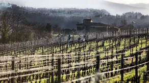 Tenuta di Ghizzano: SAN PROSPERO - Image 4
