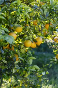 Agriturismo Vultaggio: Glamping - Image 4