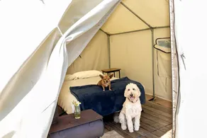 Secluded Glamping Tent with Trout Stream Near Great Northern Catskills in Elka Park, New York - Image 3