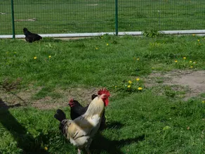 Bed and breakfast | Pet-friendly - Image 4
