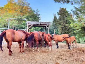 Podere Orzale JC Quarter Horses - Agriturismo con ristorante: Glamping suite, la casetta nel bosco che sognavi da bambino - Image 4