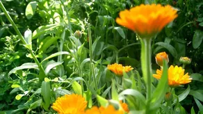 Nice apartment | Garden view | Pet-friendly - Image 5