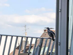 Charming flat with terrace | Near Munich Frauenkirche - Image 5