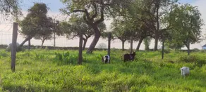 Fully equipped gite with garden, BBQ & terrace | Dogs allowed - Image 5
