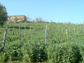 Camera privata con giardino e griglia - Image 3