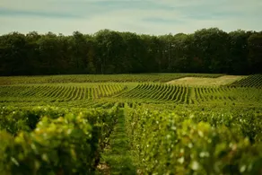 New Le ch teau de Thauvenay large Loire Valley Chateau in Sancerre welcome to large and small gro - Image 2