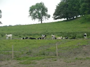 Scenic Holiday Rental for a Romantic Getaway near Loch Lomond, Scotland - Image 5