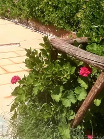 Maison de vacances avec barbecue, piscine et jardin | Vue jardin - Image 5