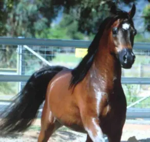 Charming equestrian Farmhouse Retreat in Swan Valley, Herne Hill - Image 2