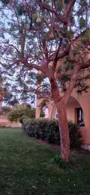 Villa Thalassa Fontane Bianche - Image 4
