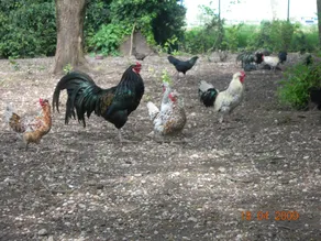 Agriturismo Fenilnovo: Fata Platano - Image 5