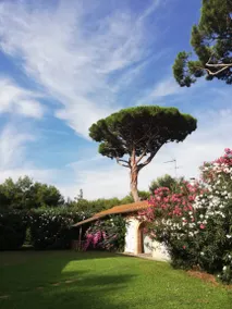 I Cavalleggeri: Ronzinante - Image 2