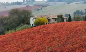 Vigna Sant Amico Country House - Image 4