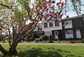 Cherry Trees - Image 2