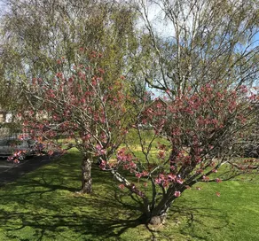 Cherry Trees - Image 3