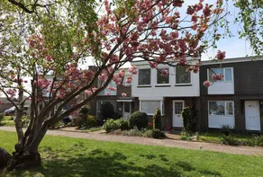 Cherry Trees - Image 4