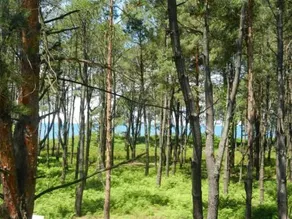 Alfa Shekvetili - Image 2