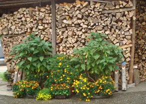 Pension Puehringer - Image 5