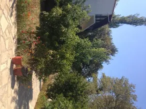 Alekos Rooms and Apartments - Image 2