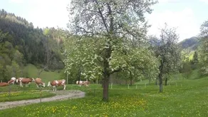 Eggbauer - Image 2