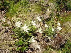 Scheurerhof - Image 3