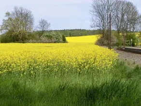 Boddenblick Lauterbach Rugen - Image 3