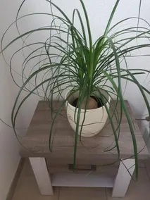 Privatzimmer Sonne - Image 4