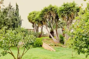 Finca Randa, Llucmayor, bis 3 SZ, Pool, Garten - Image 4