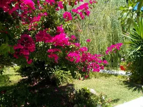 Aleka's House - Image 1