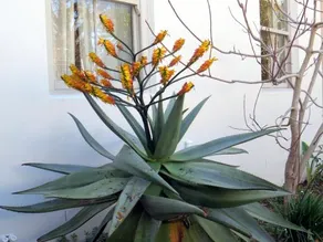 Au Pear Boutique Guesthouse - Image 5
