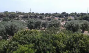 Lama Cupa - Image 5