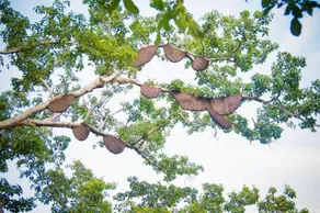 Forest Eco View - Image 5