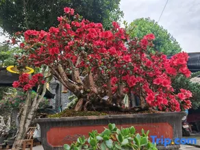 Anren Town Zhiren Bieyuan Residence - Image 5