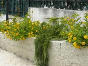 Marywilliam - Image 2