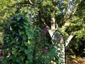 Pine Gables Of Aberdeen Bed & Breakfast - Image 3